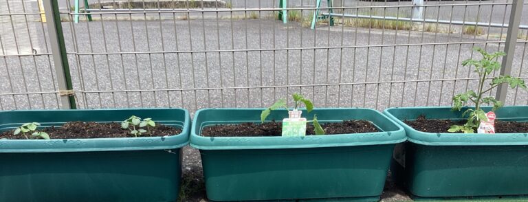 ぐんぐん伸びろ🥒
